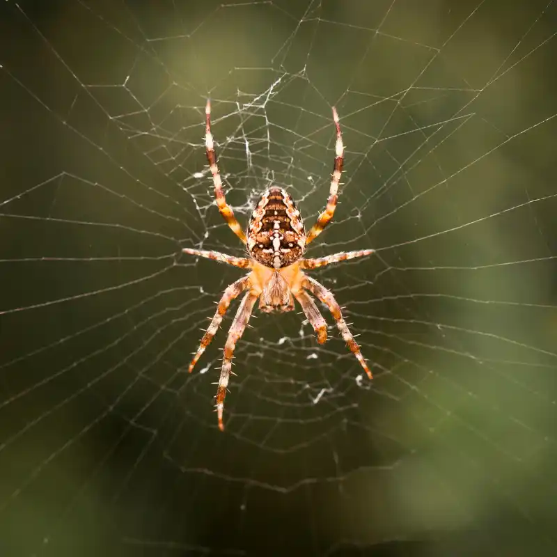 Same-day Spider Control Services