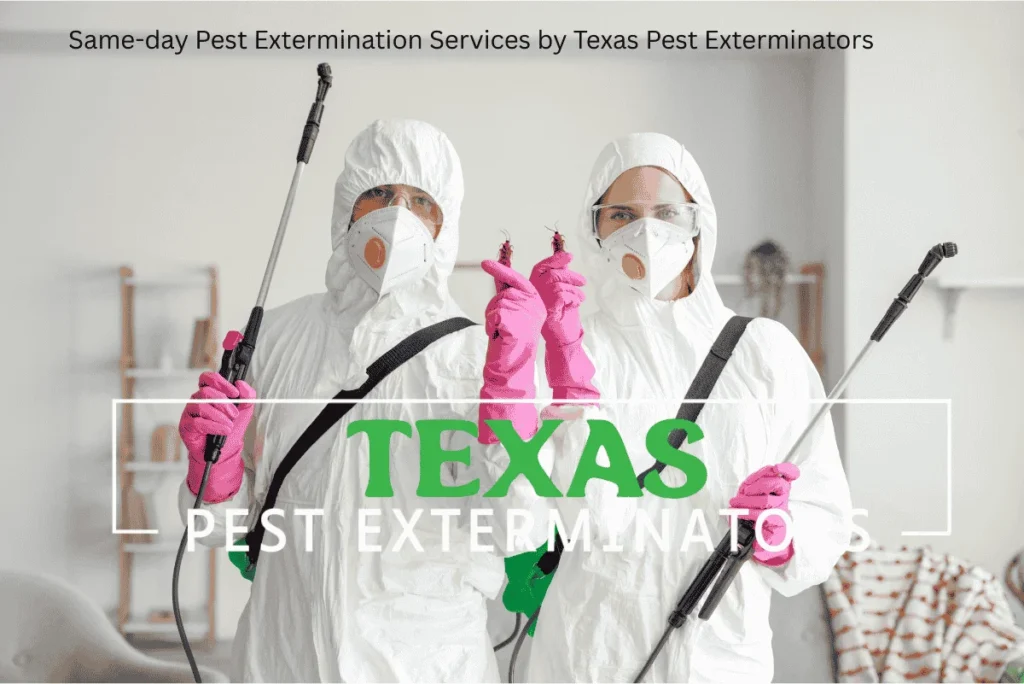 Affordable pest control services